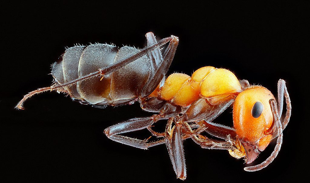 Ant Control service in Lehi, UT
