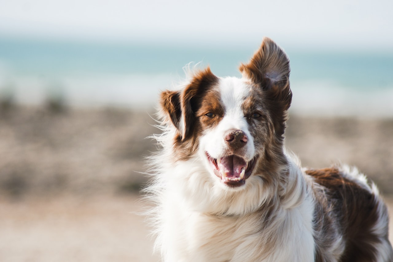 Flea & Tick Control service in Lehi, UT