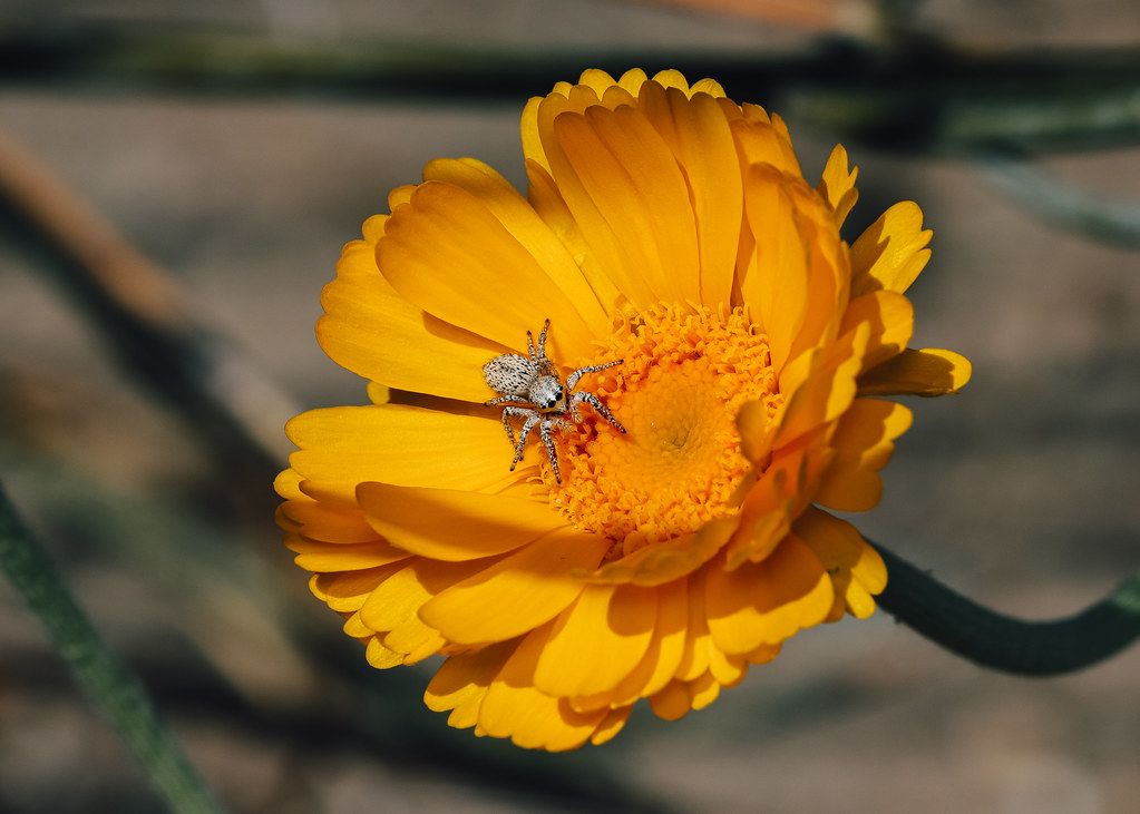 Spider Control service in Lehi, UT